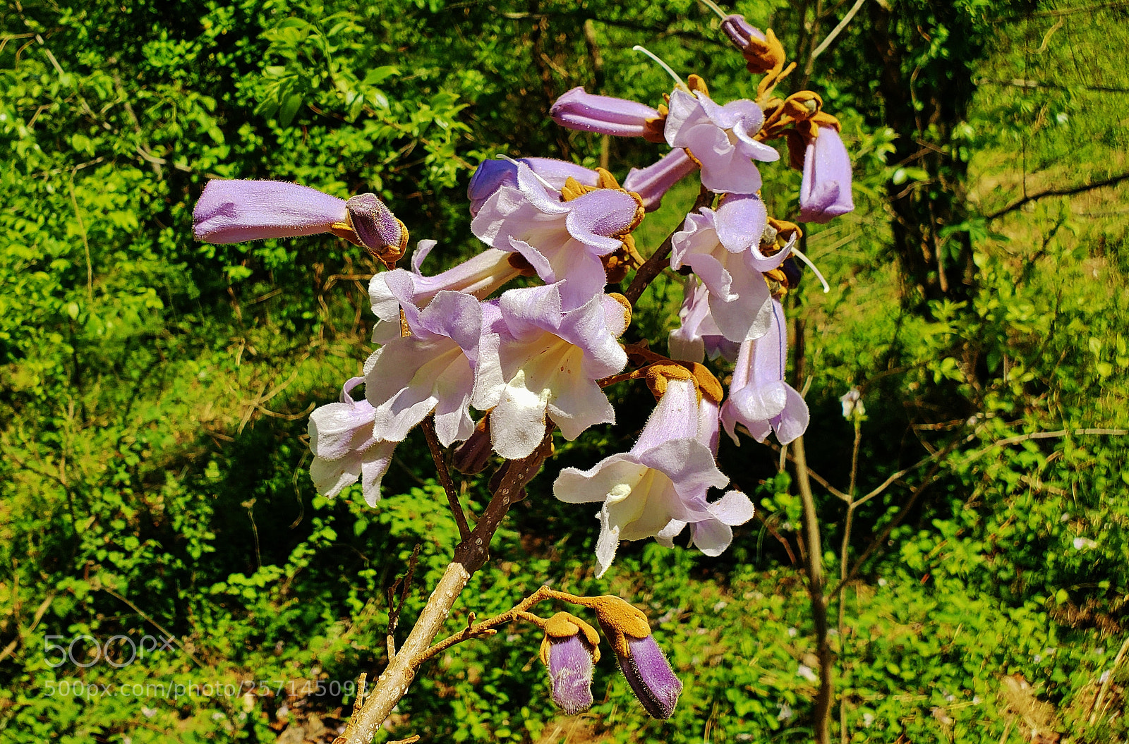 Samsung Galaxy S9+ sample photo. Princess tree 2018 photography