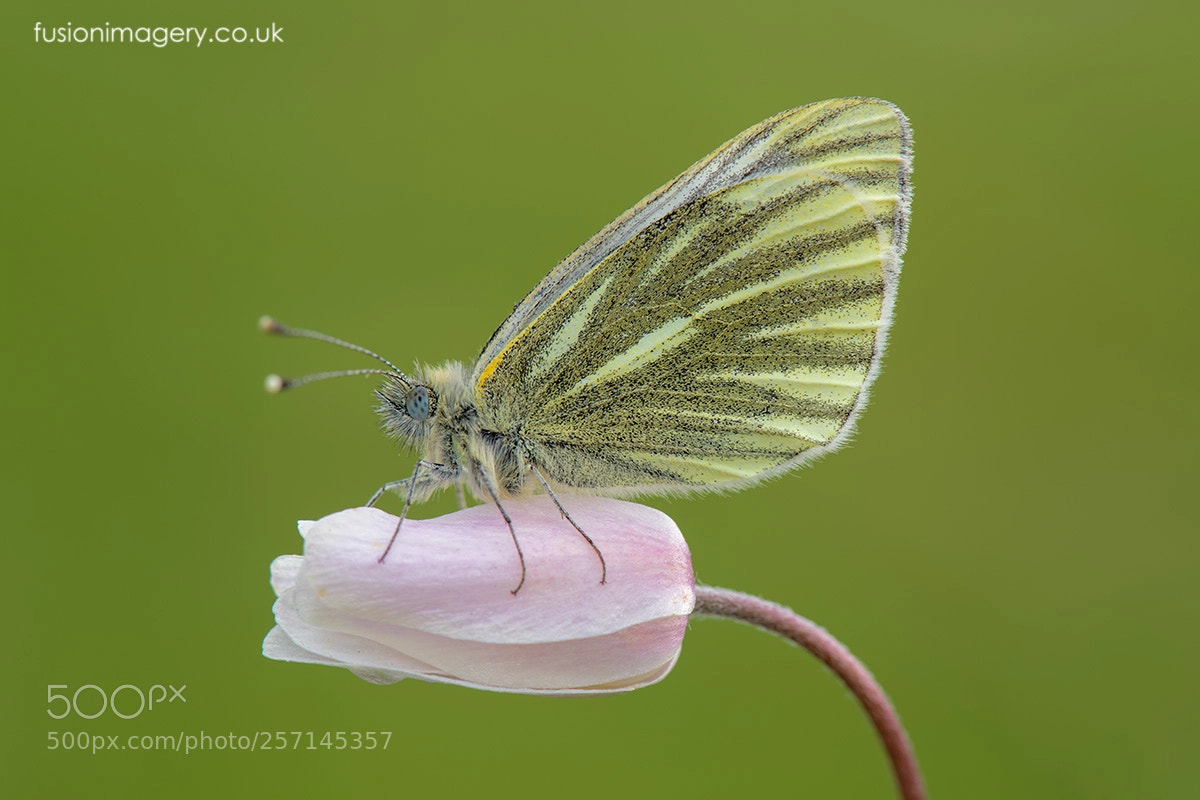 Nikon D850 sample photo. Green-veined white (pieris napi) photography