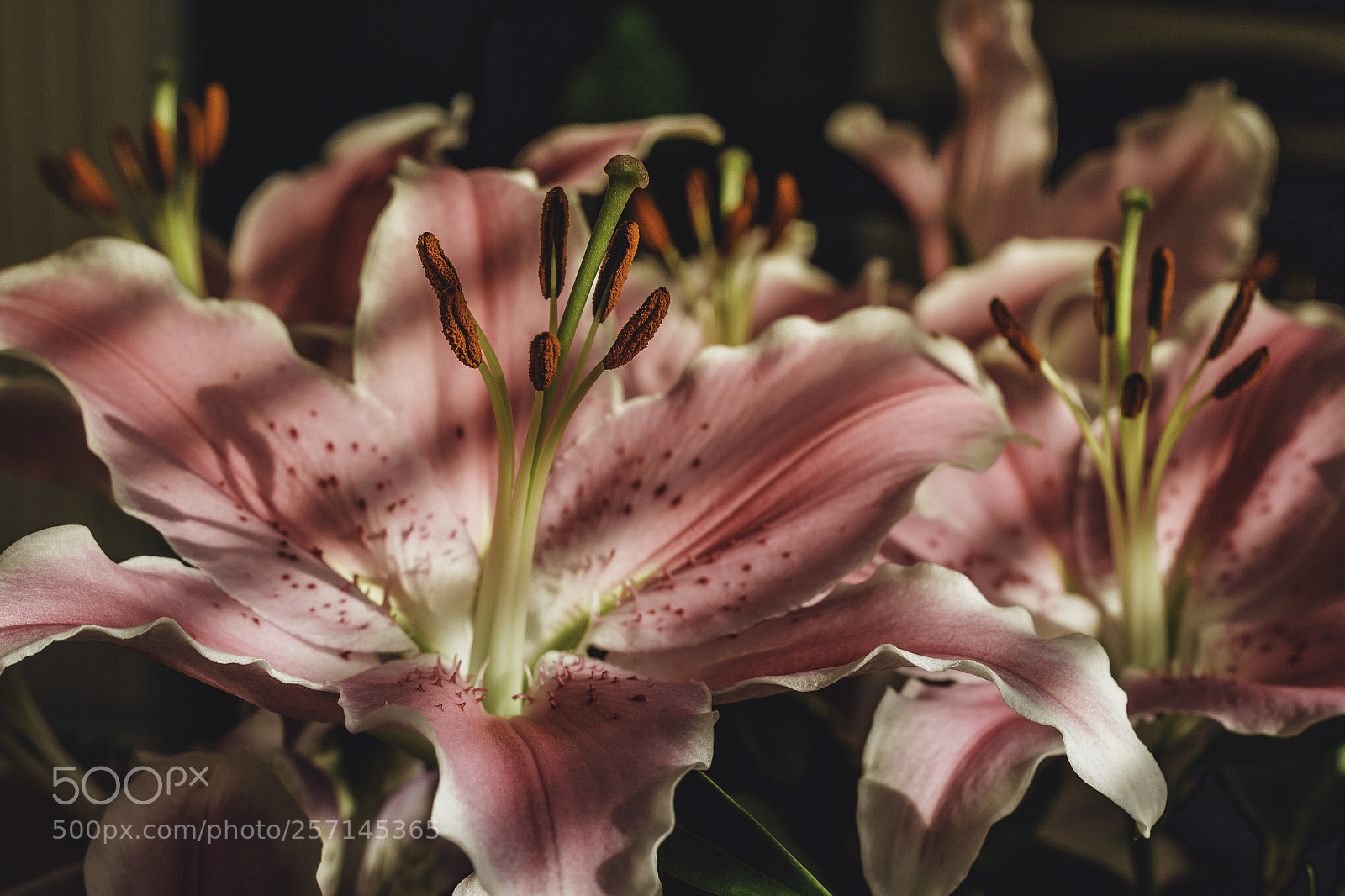 Canon EOS 60D sample photo. Lilies  photography