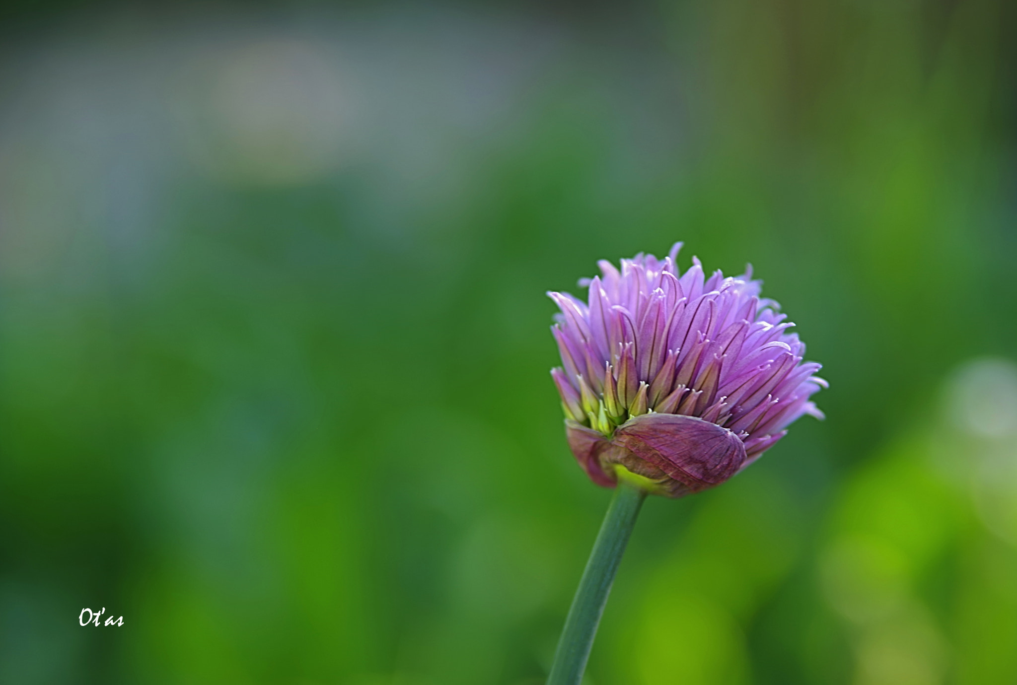 Pentax K-1 sample photo. Chives photography