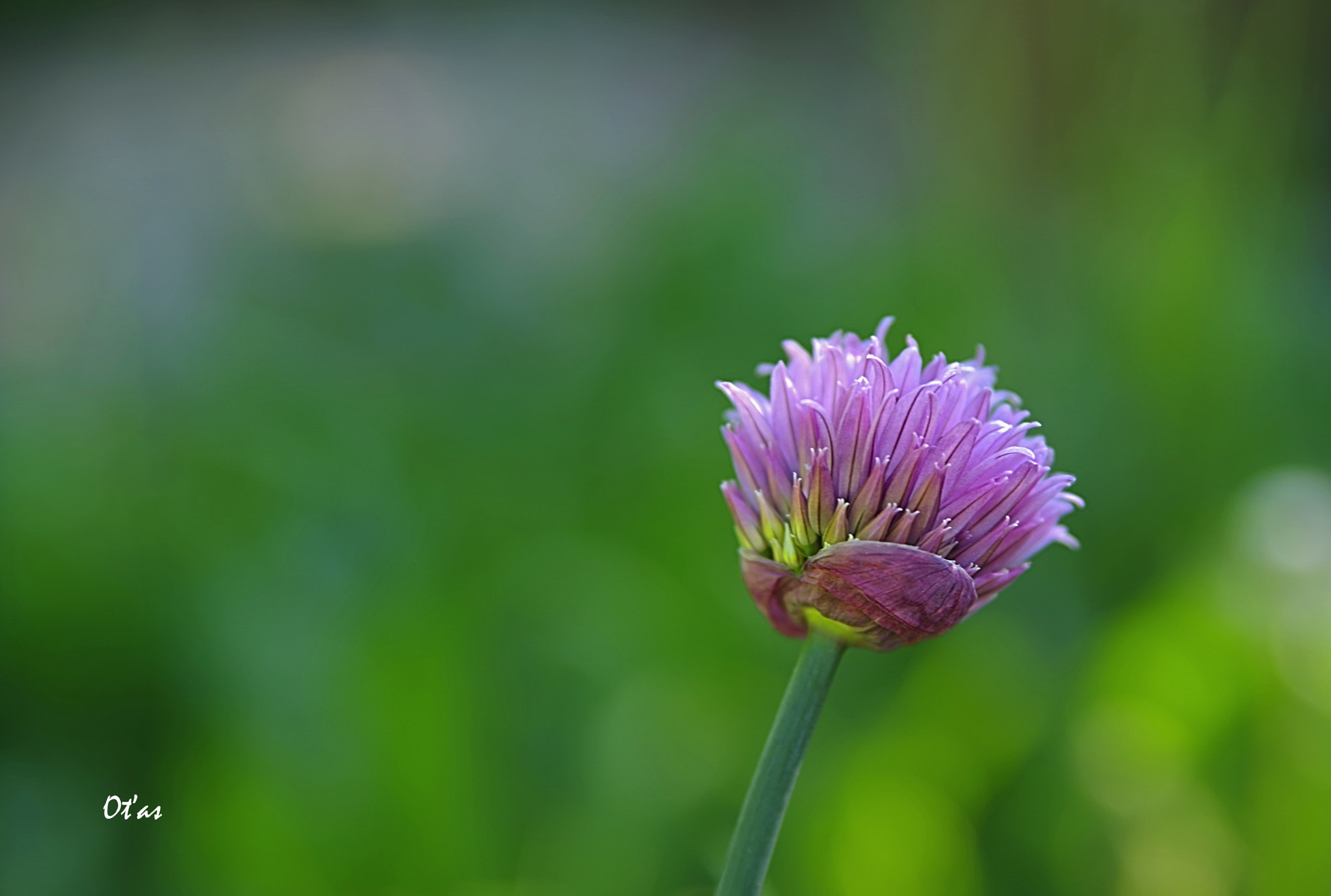 Pentax K-1 sample photo. Chives photography