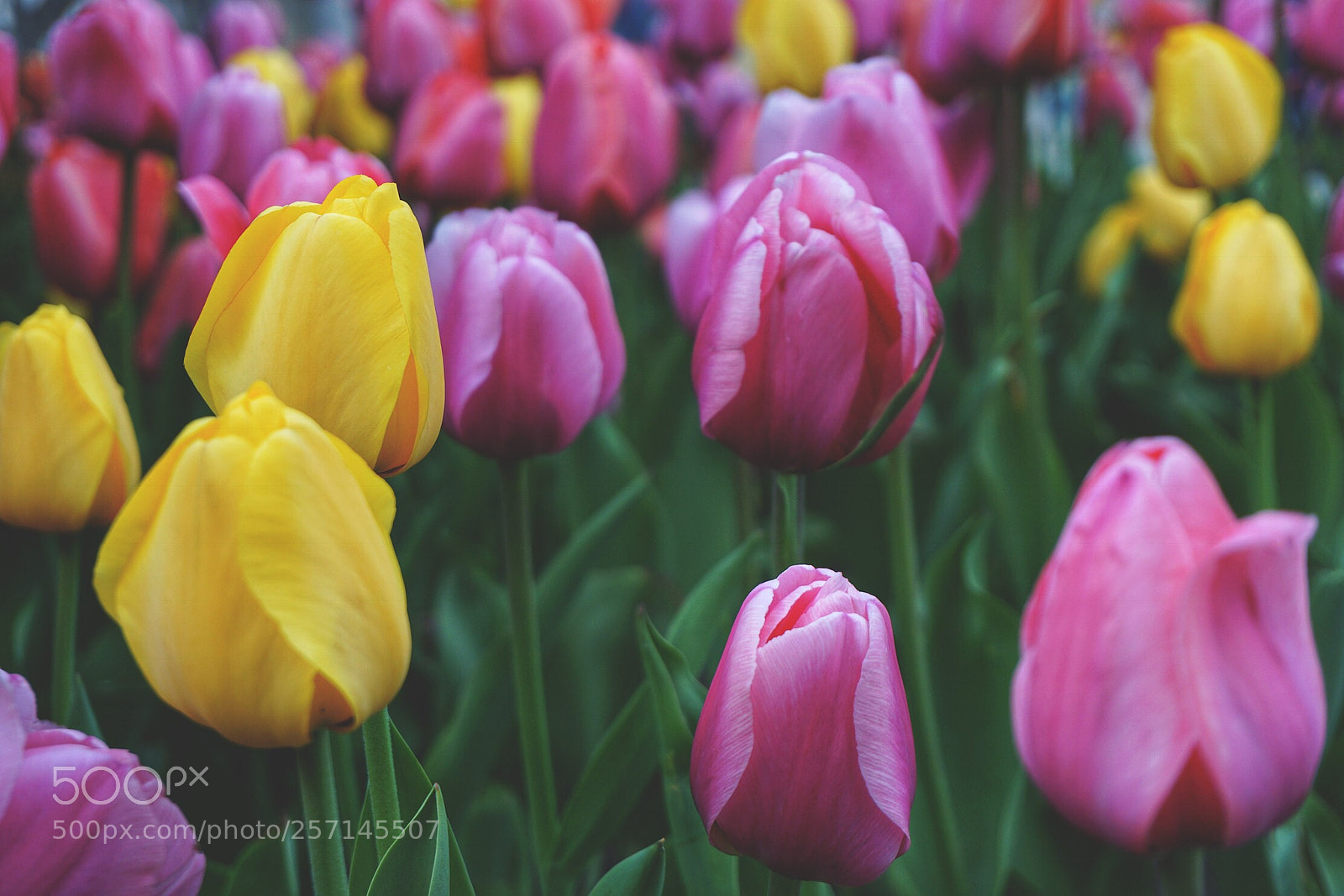 Sony a6000 sample photo. Tulips blooming all around photography