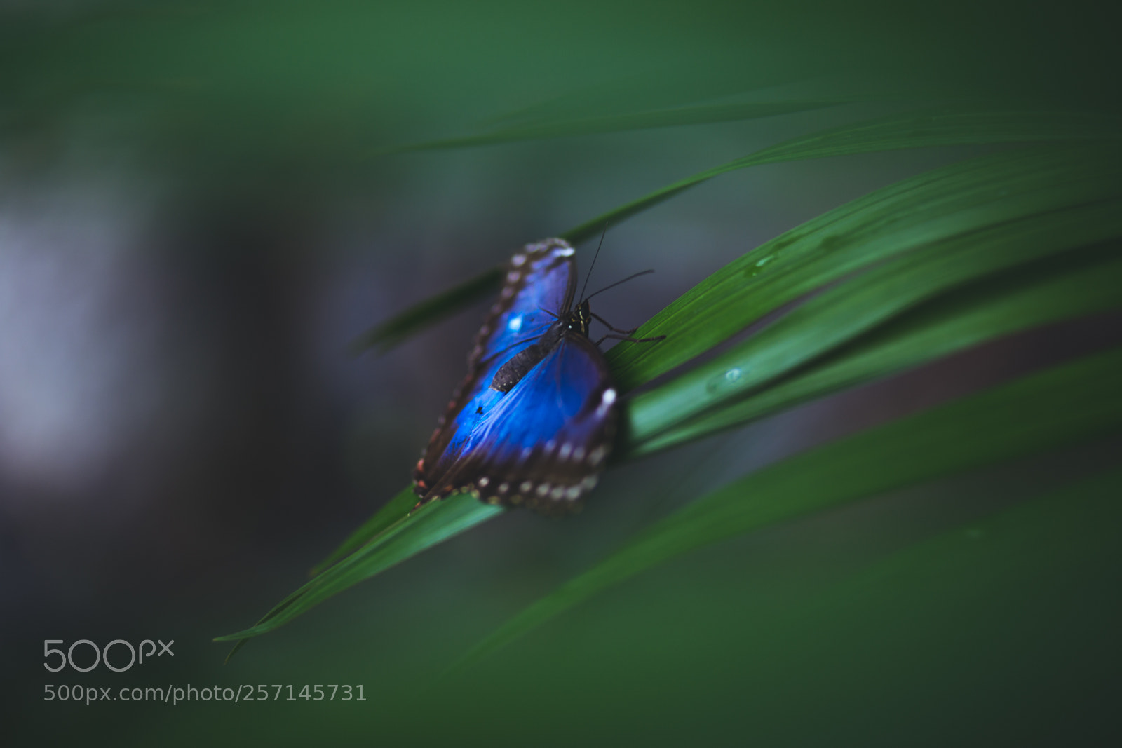 Canon EOS 6D sample photo. Butterfly photography