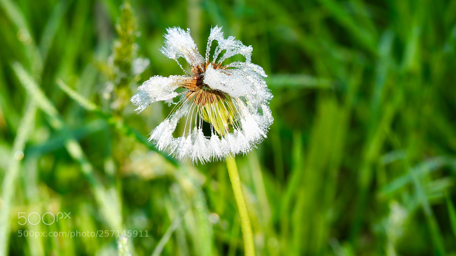 Olympus OM-D E-M10 III sample photo. Dandelion photography