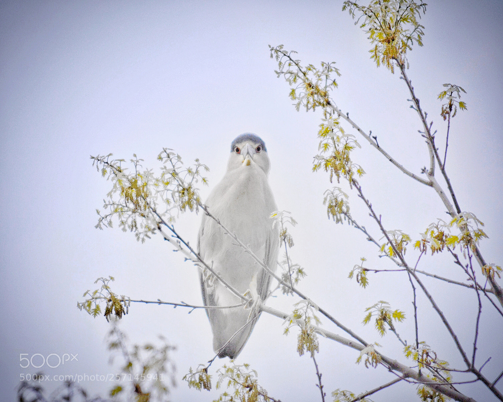 Nikon D7100 sample photo. The looking bird photography