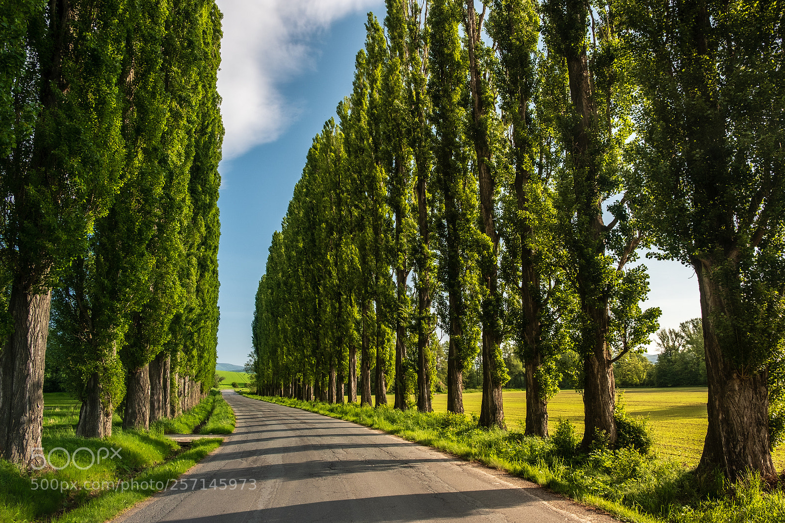 Fujifilm X-T2 sample photo. Poplars photography