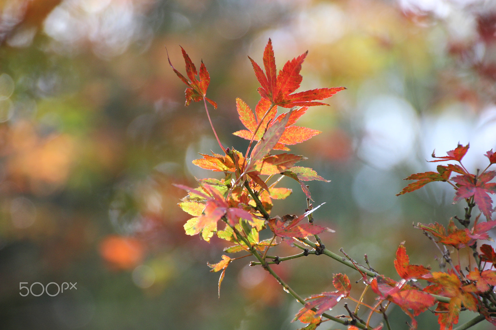 Canon EOS 600D (Rebel EOS T3i / EOS Kiss X5) sample photo. Autumn colours photography