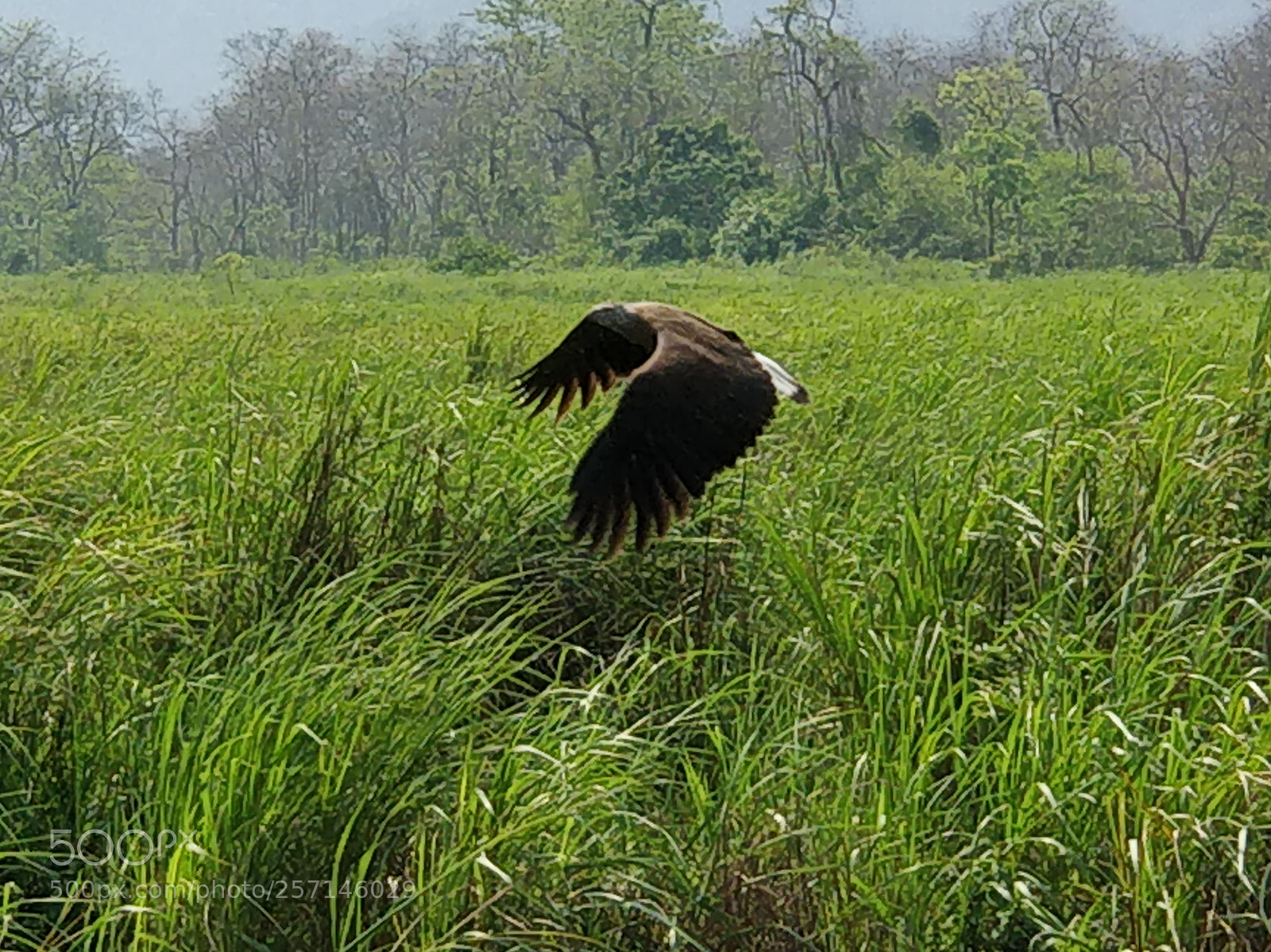 OnePlus 5 sample photo. Fish eagle in flight photography