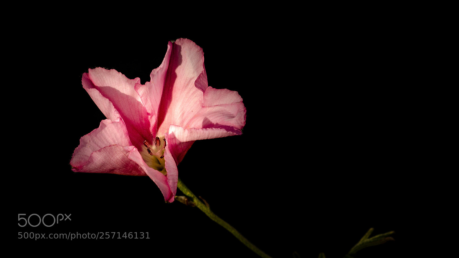 Nikon D5100 sample photo. In rosa photography