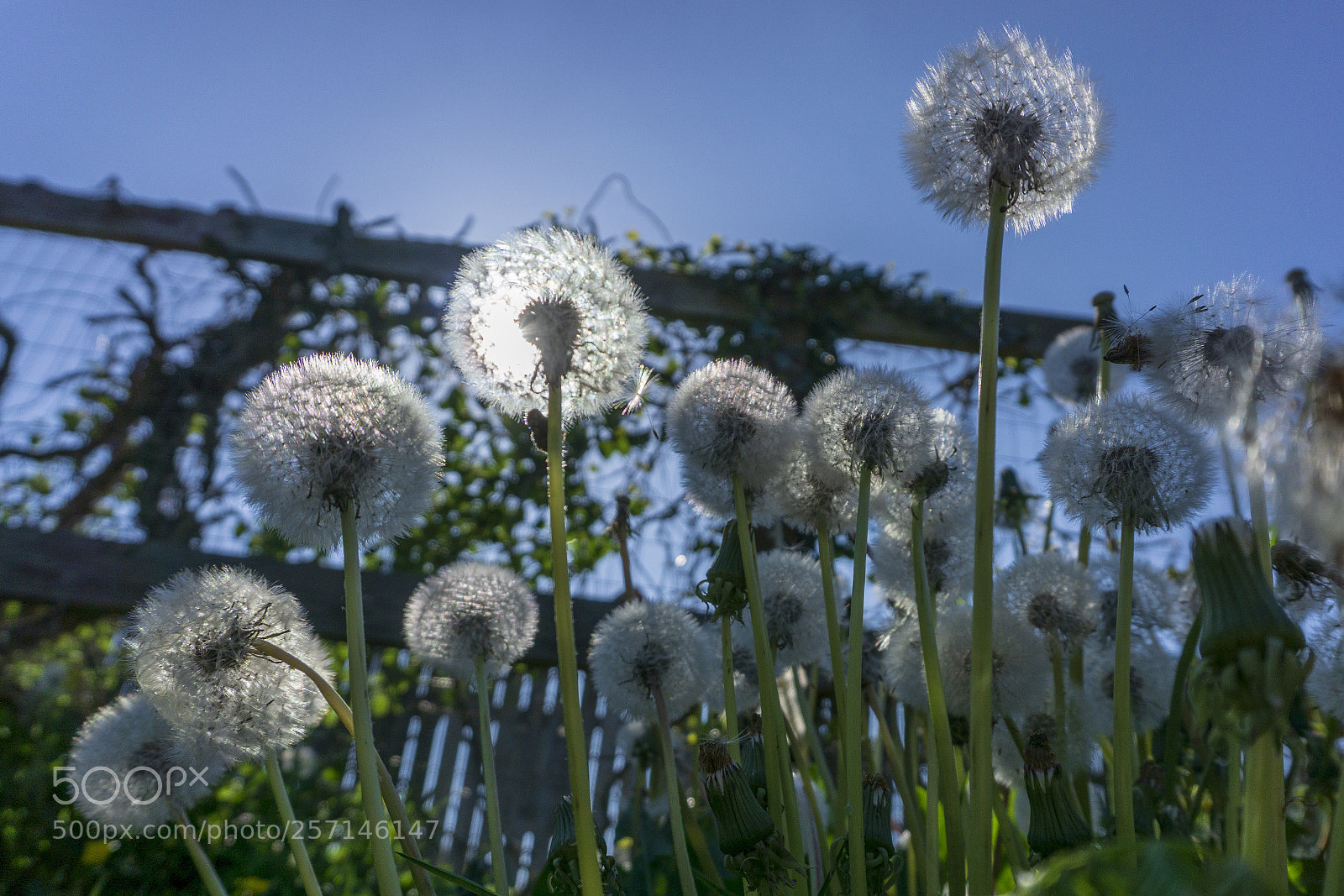 Sony a6000 sample photo. In the weeds photography