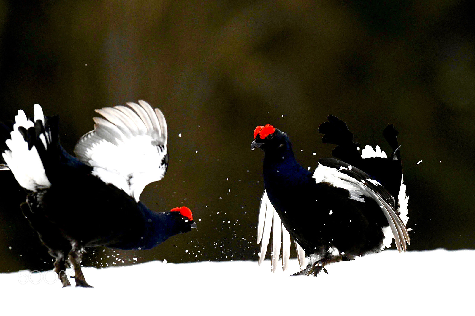 Nikon D850 sample photo. Black grouse lek in photography