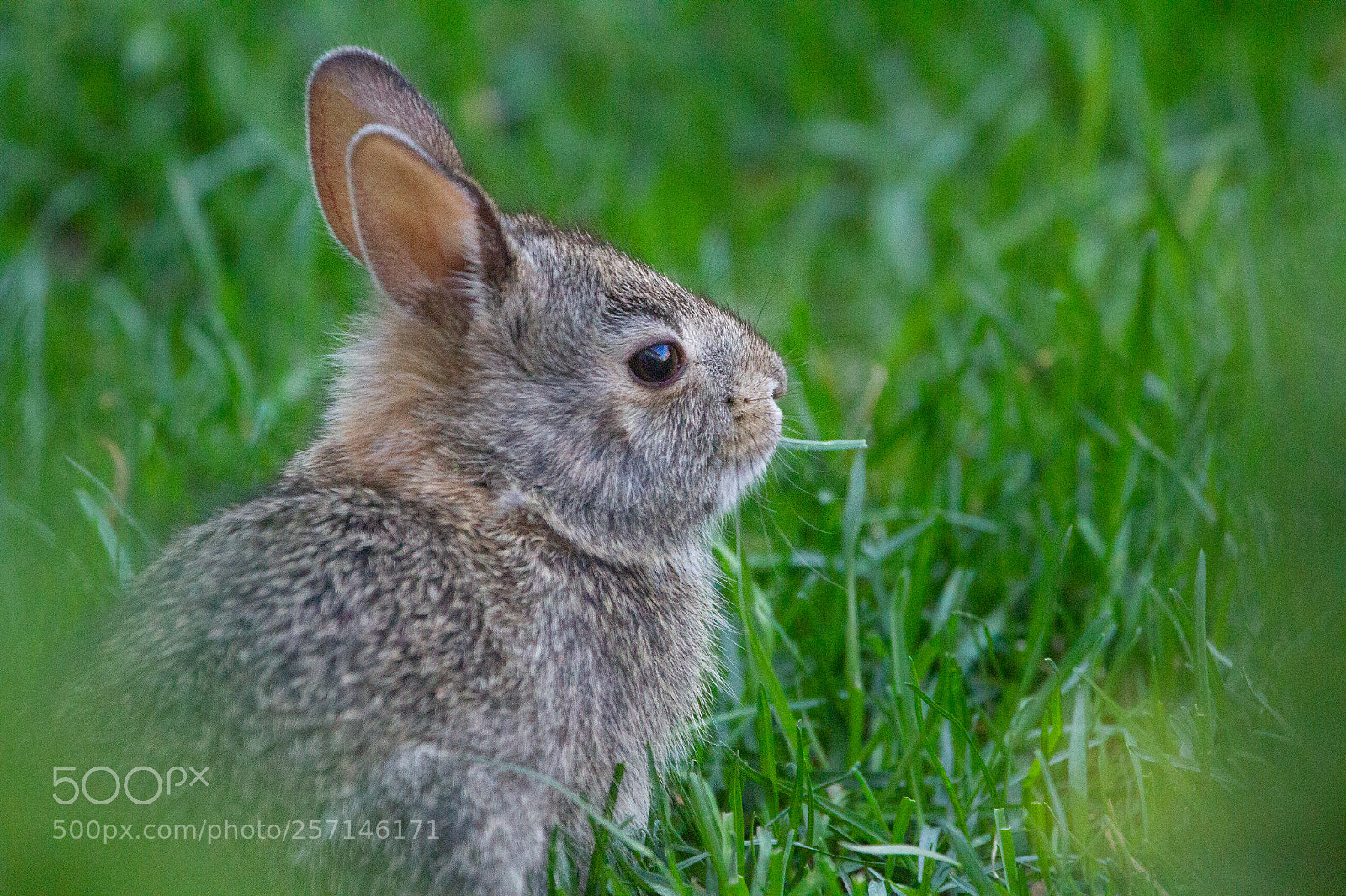 Canon EOS 7D sample photo. Happy bunny photography