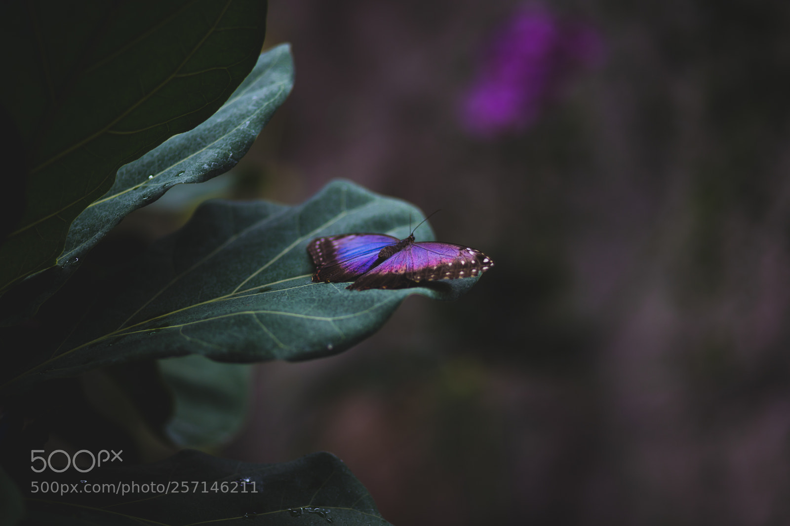 Canon EOS 6D sample photo. Fly photography