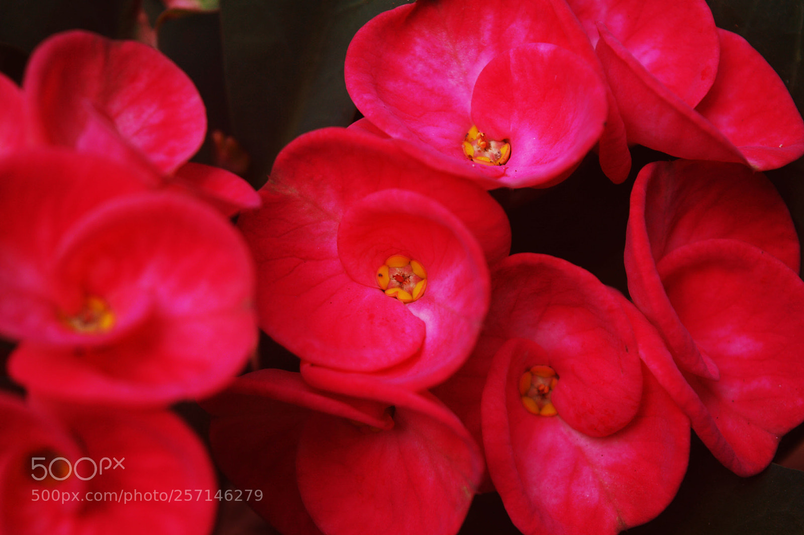 Nikon D3200 sample photo. Crown of thorns photography