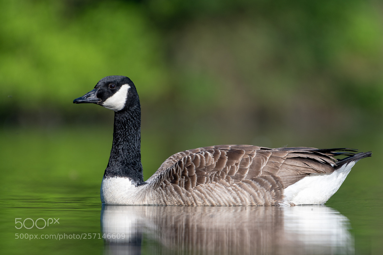 Nikon D500 sample photo. Low angle canada goose photography