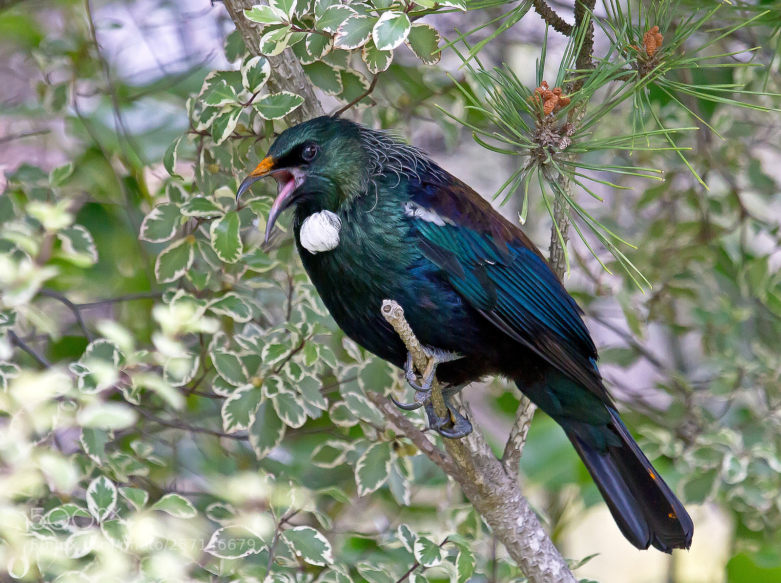 Canon EOS 7D sample photo. Singing tui photography