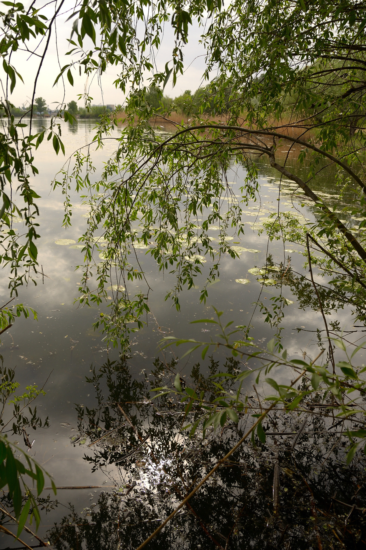 Nikon D7000 sample photo. У реки... near the river... photography