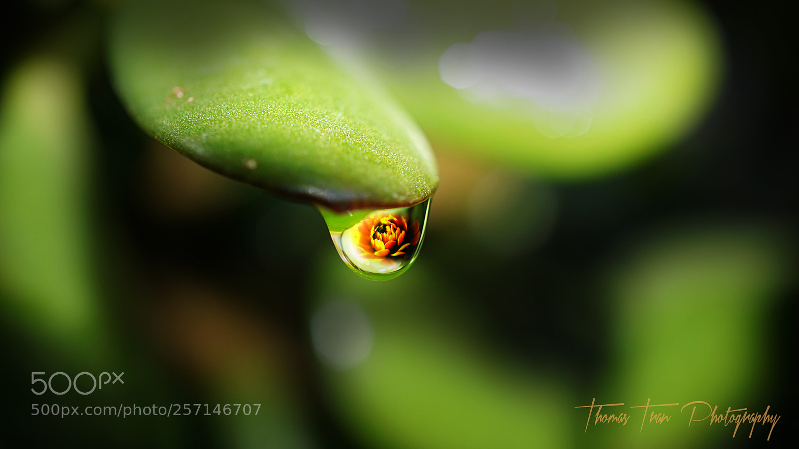 Sony a6000 sample photo. Water drop of flower photography