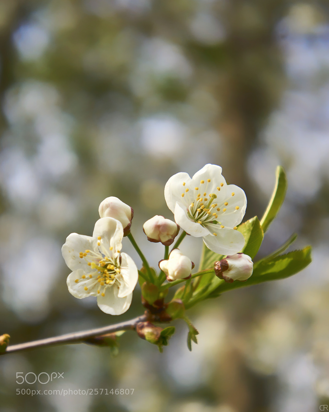 Sony a6000 sample photo. Zwei kirschblüten photography