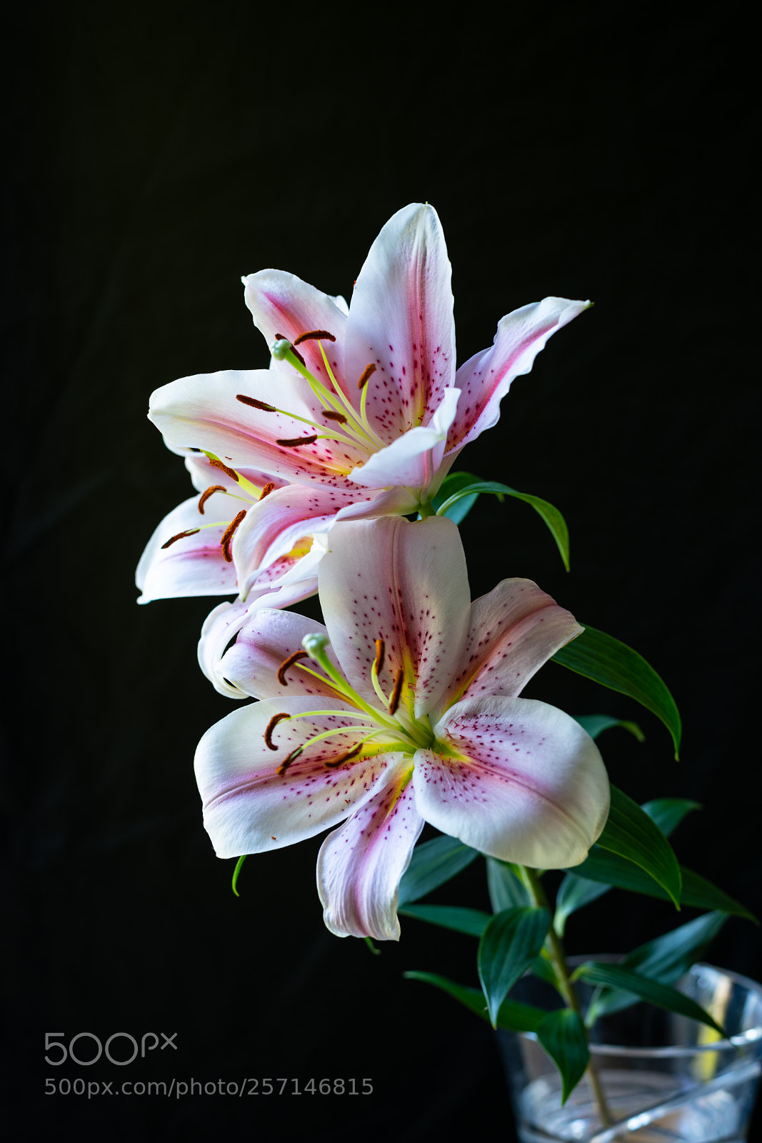 Nikon D850 sample photo. White and pink lilies photography