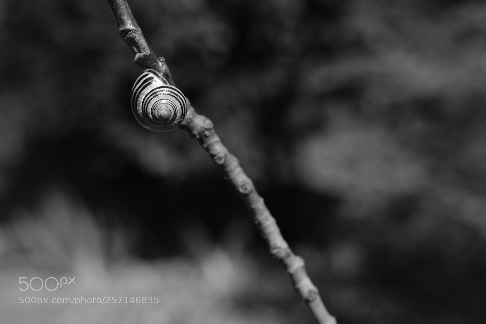 Fujifilm X-T20 sample photo. Snail photography