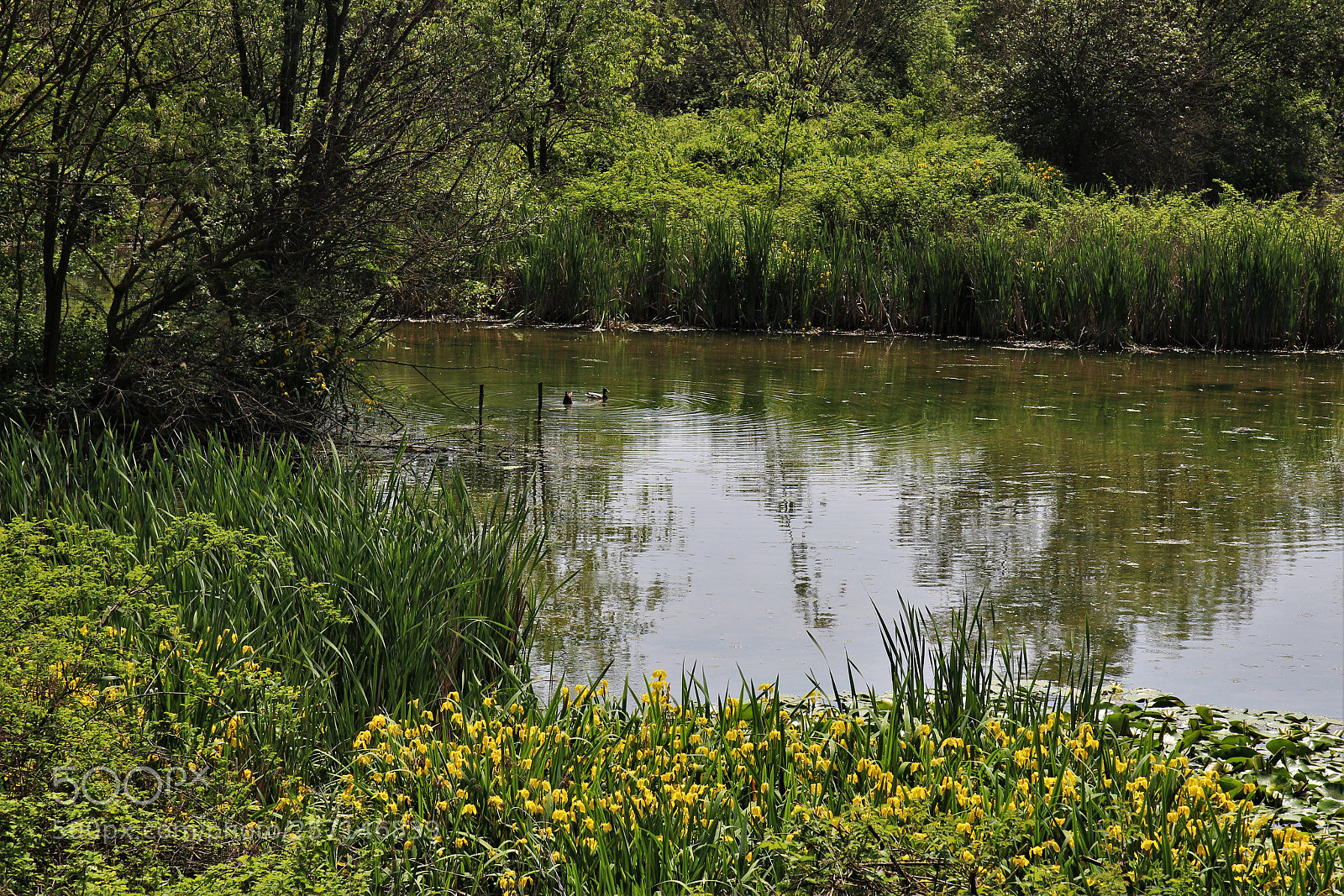 Canon EOS 100D (EOS Rebel SL1 / EOS Kiss X7) sample photo. Pond photography