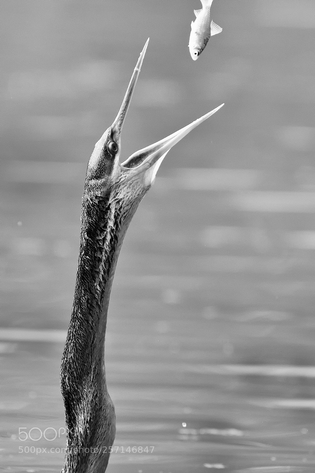 Canon EOS 7D Mark II sample photo. My fish photography