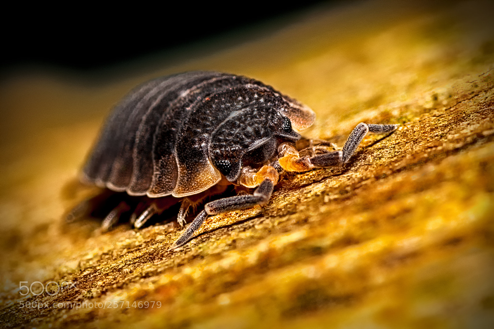 Nikon D7100 sample photo. Woodlouse photography
