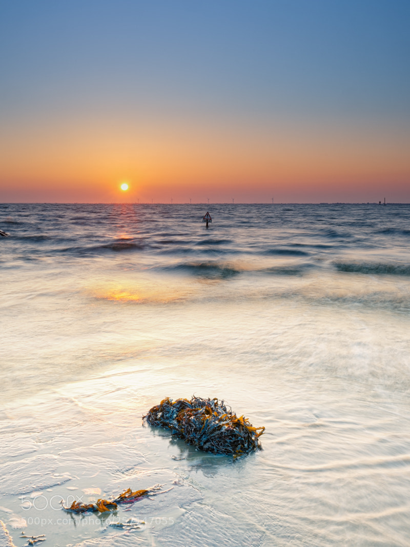 Nikon D800E sample photo. Un moment d'or photography