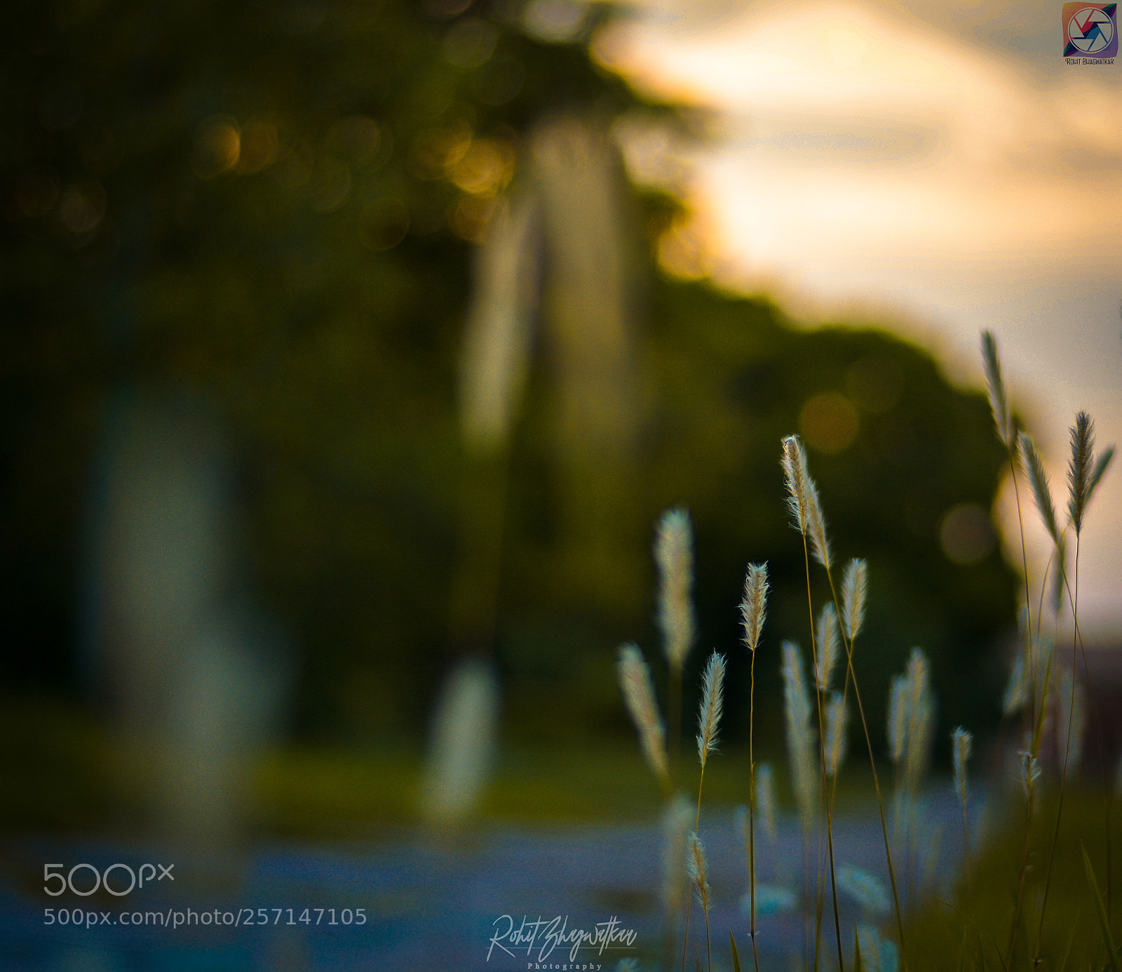 Nikon D5200 sample photo. A walk photography