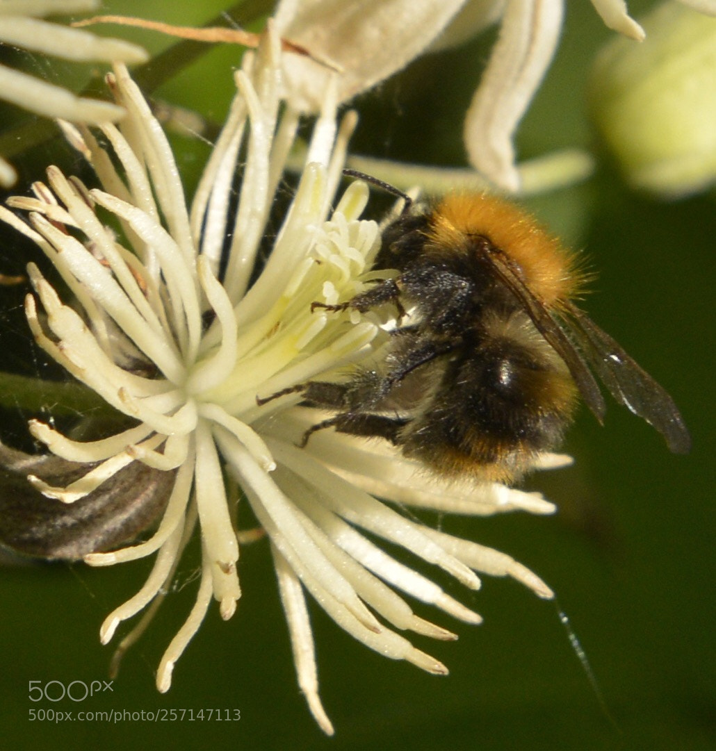 Nikon D800E sample photo. Bumblebee photography