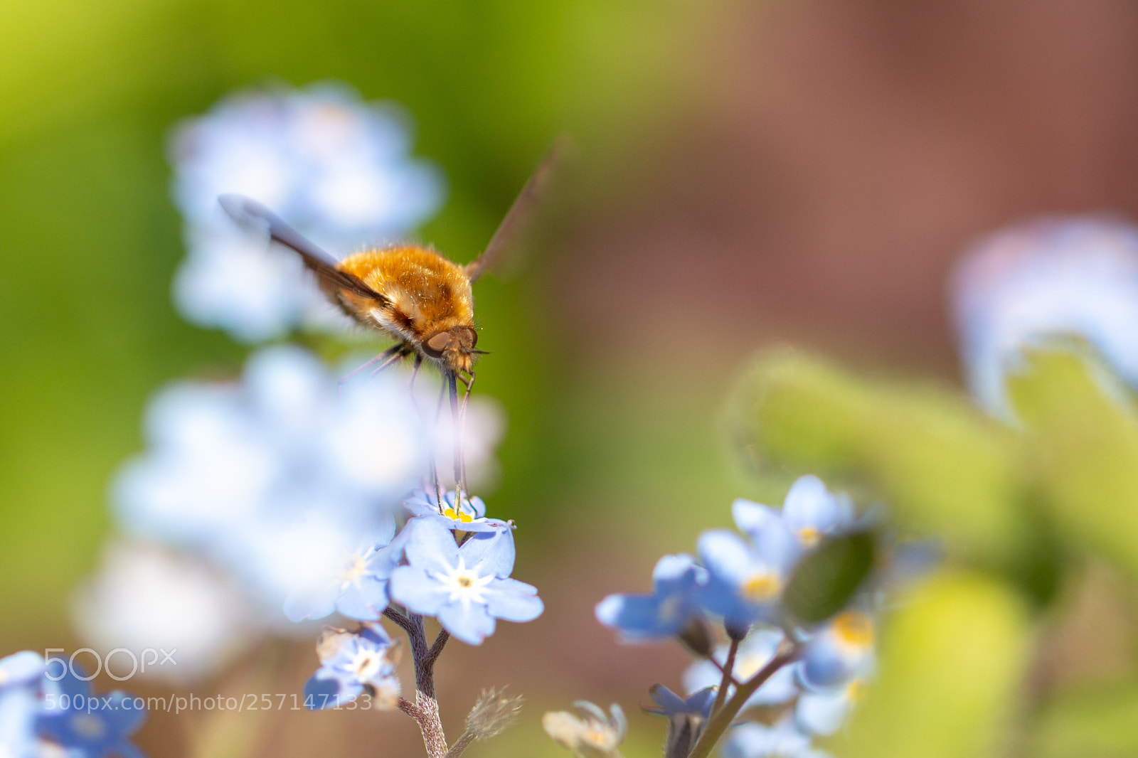 Canon EOS 70D sample photo. Perched bee-fly photography