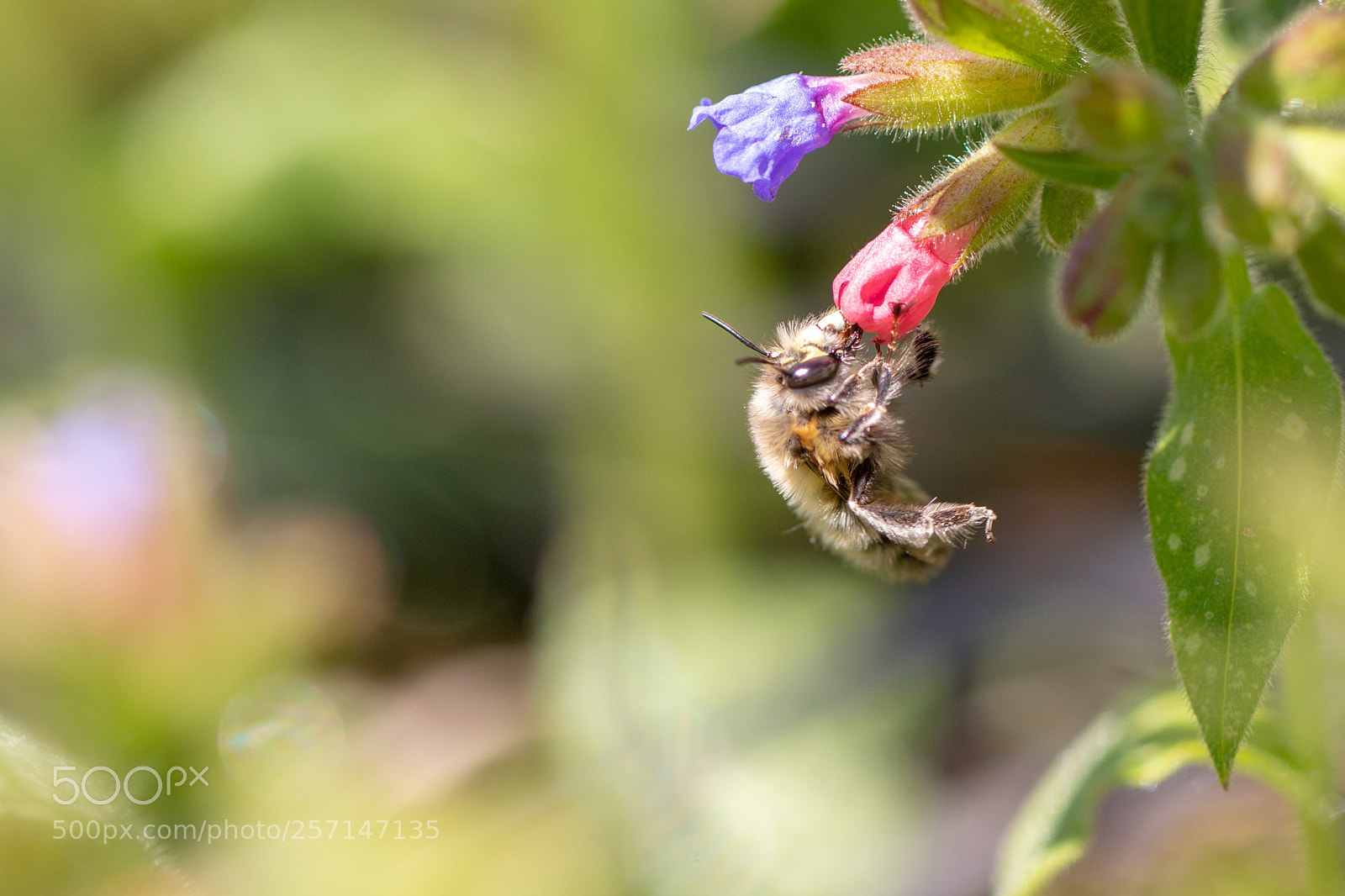 Canon EOS 70D sample photo. Feeding flower bee photography