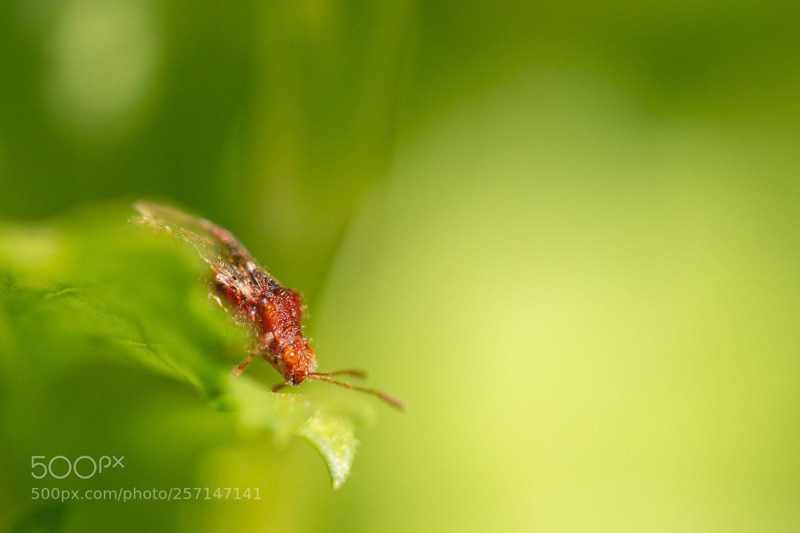 Canon EOS 70D sample photo. Rhopalus bug photography