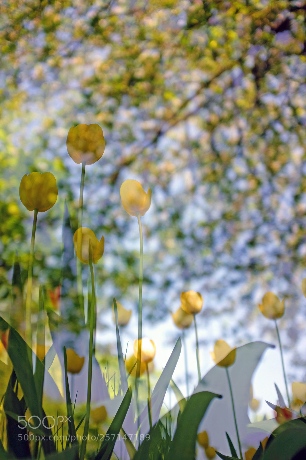 Fujifilm X100T sample photo. Tulips photography