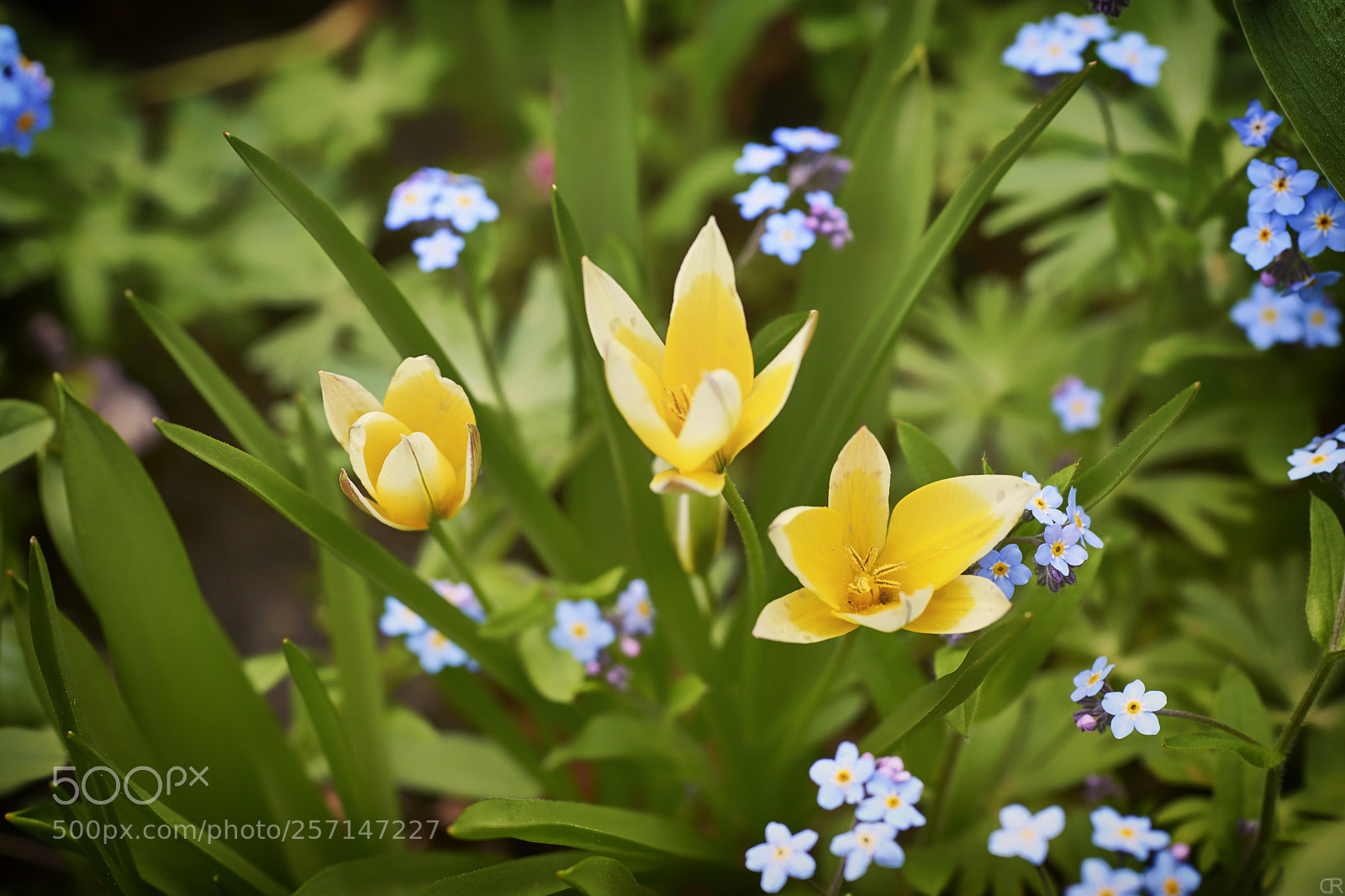 Sony a6000 sample photo. Sterntulpen photography
