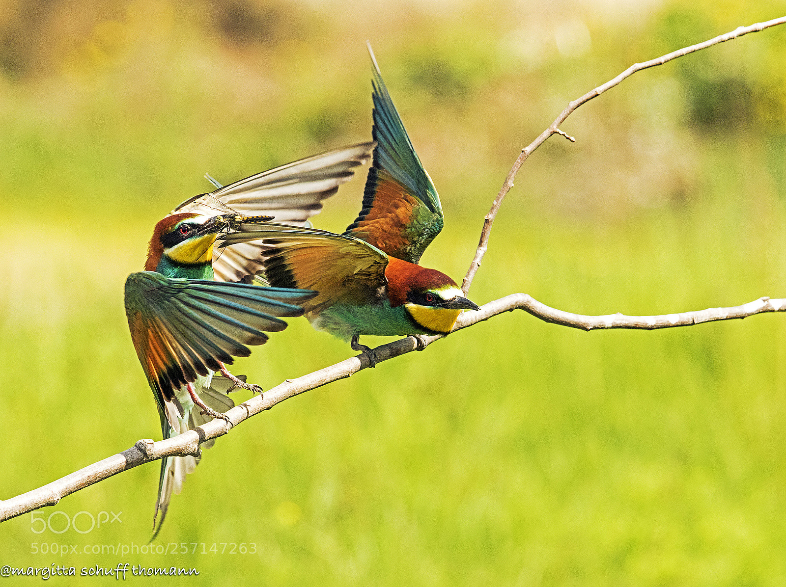 Canon EOS 7D Mark II sample photo. Give me this dragonfly!! photography