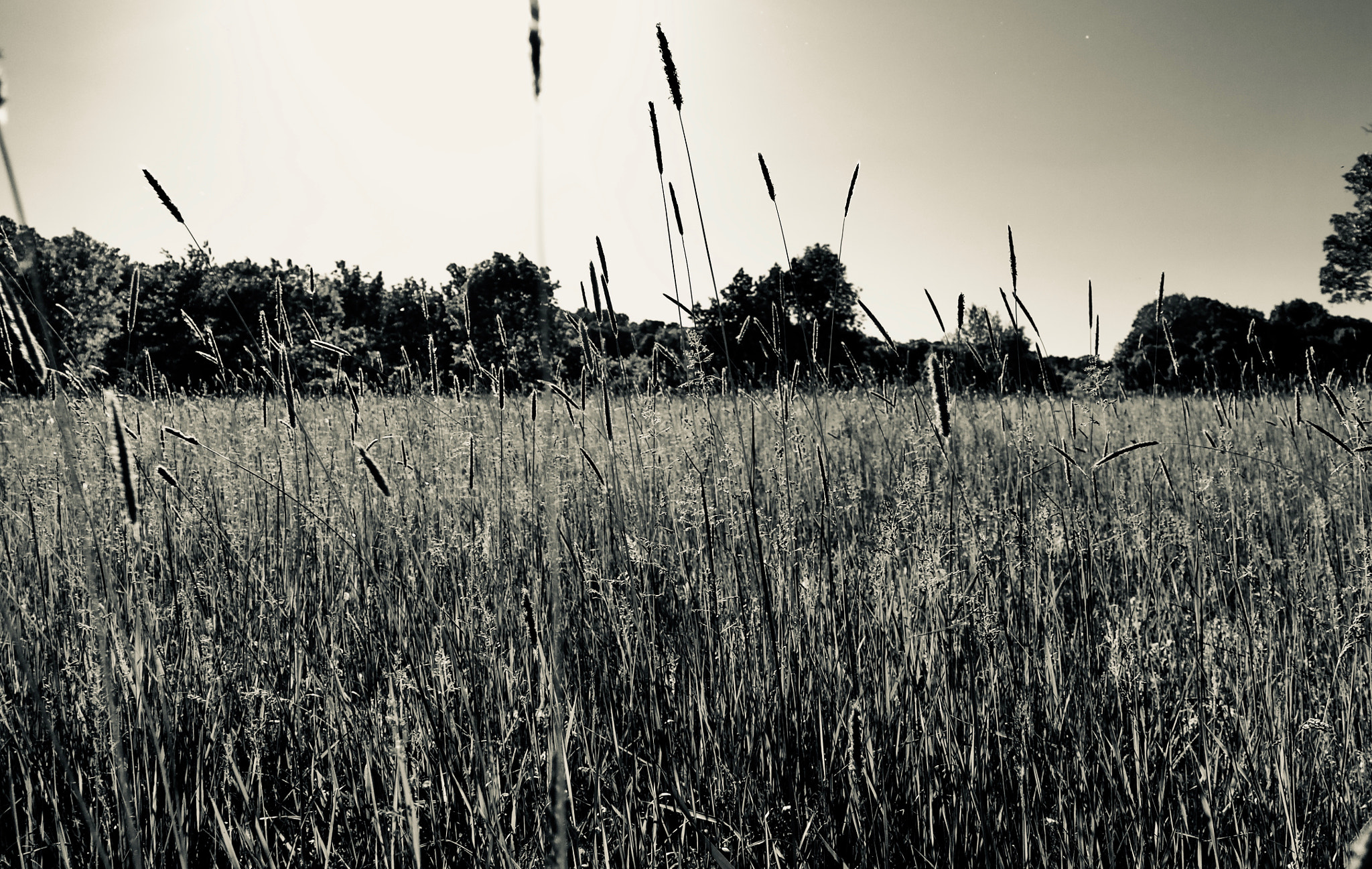 Leica V-Lux (Typ 114) sample photo. Summer photography
