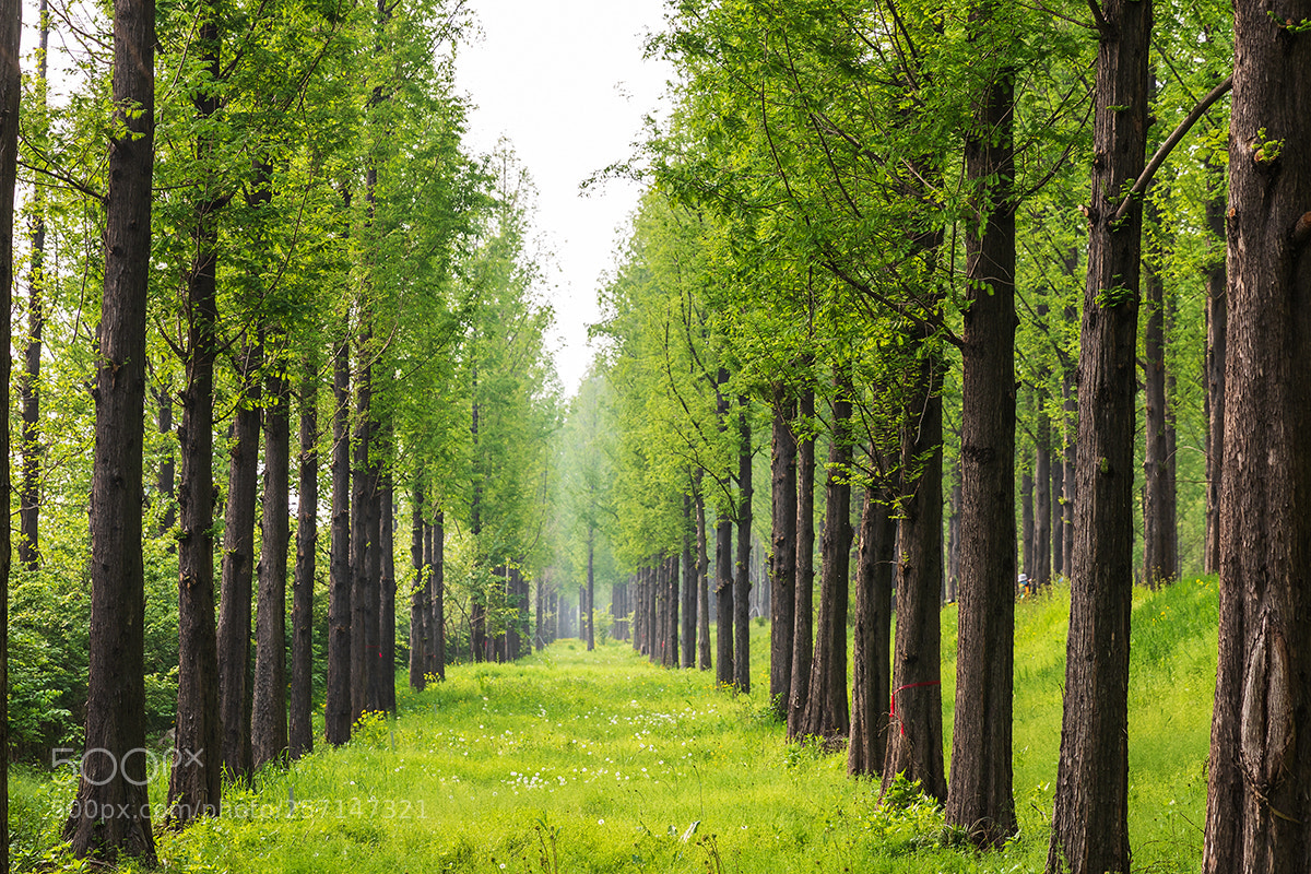 Canon EOS 5D Mark IV sample photo. The green leaves of photography