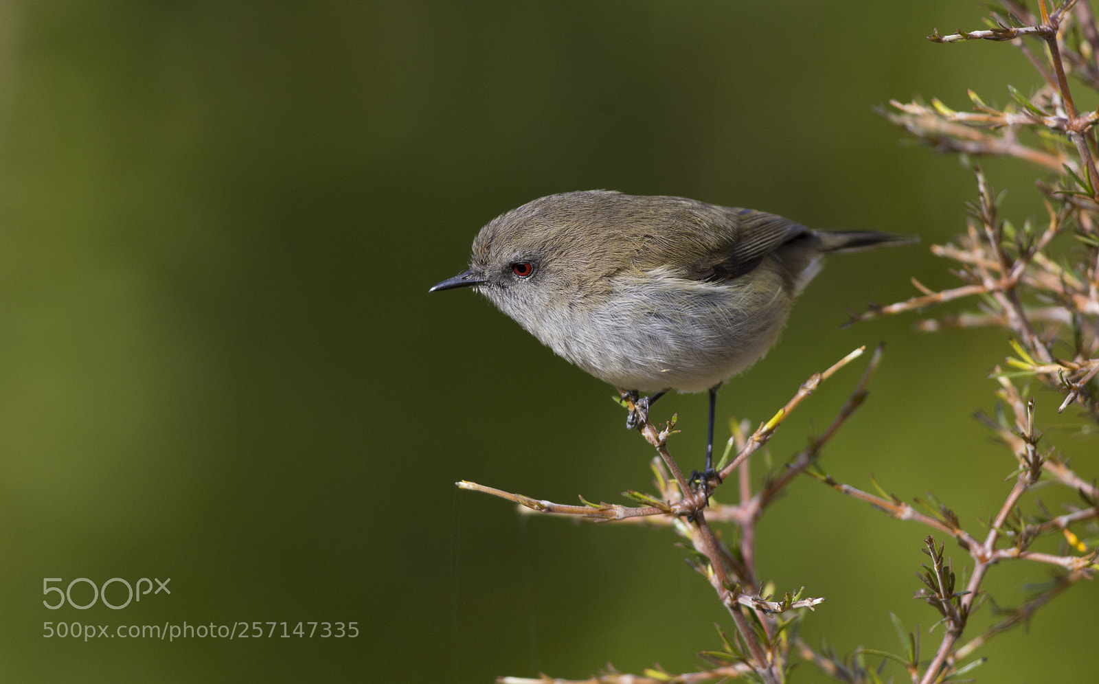Canon EOS 6D sample photo. Grey warbler perched (2) photography