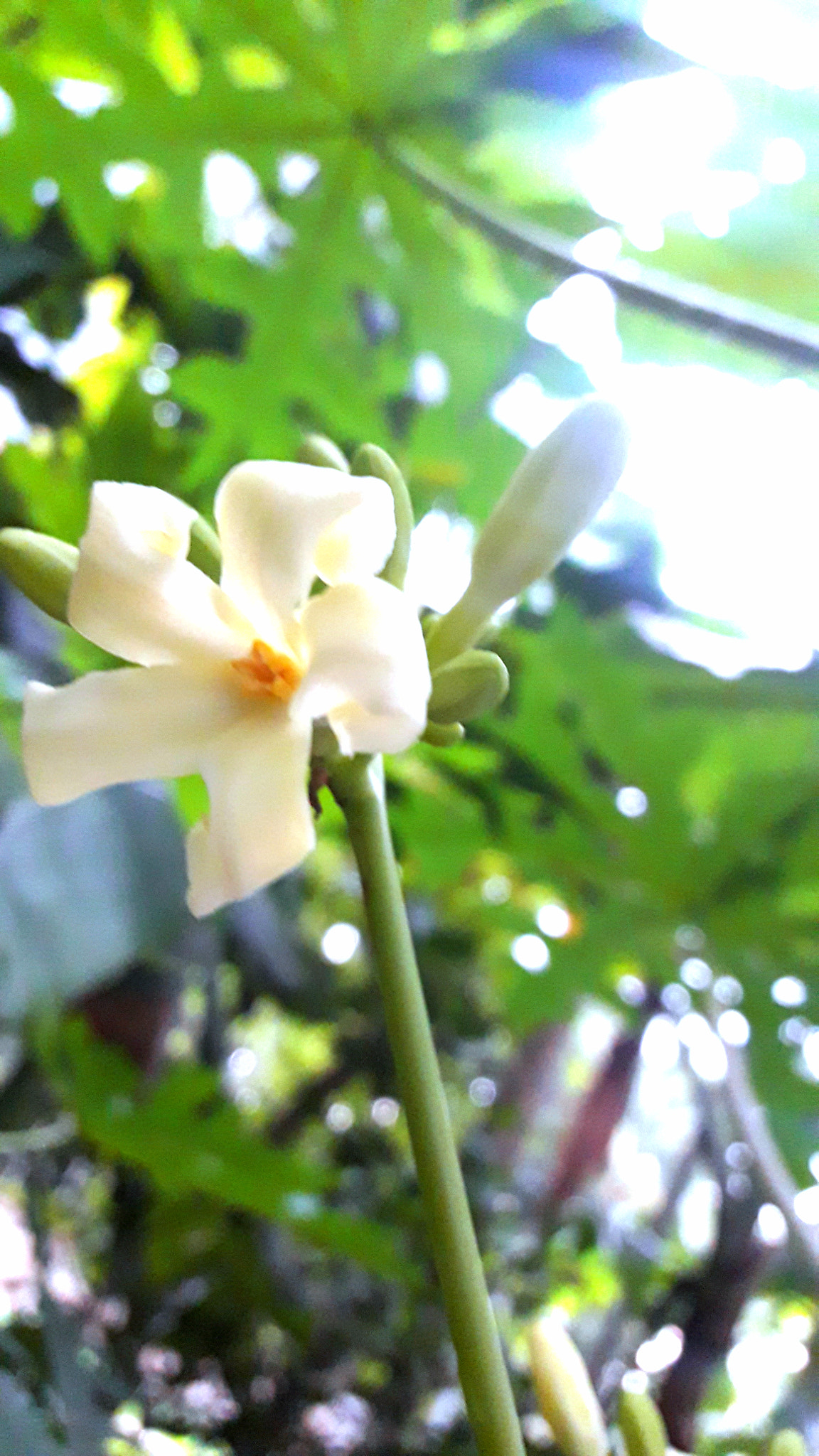Samsung Galaxy J7 Neo sample photo. Flower photography