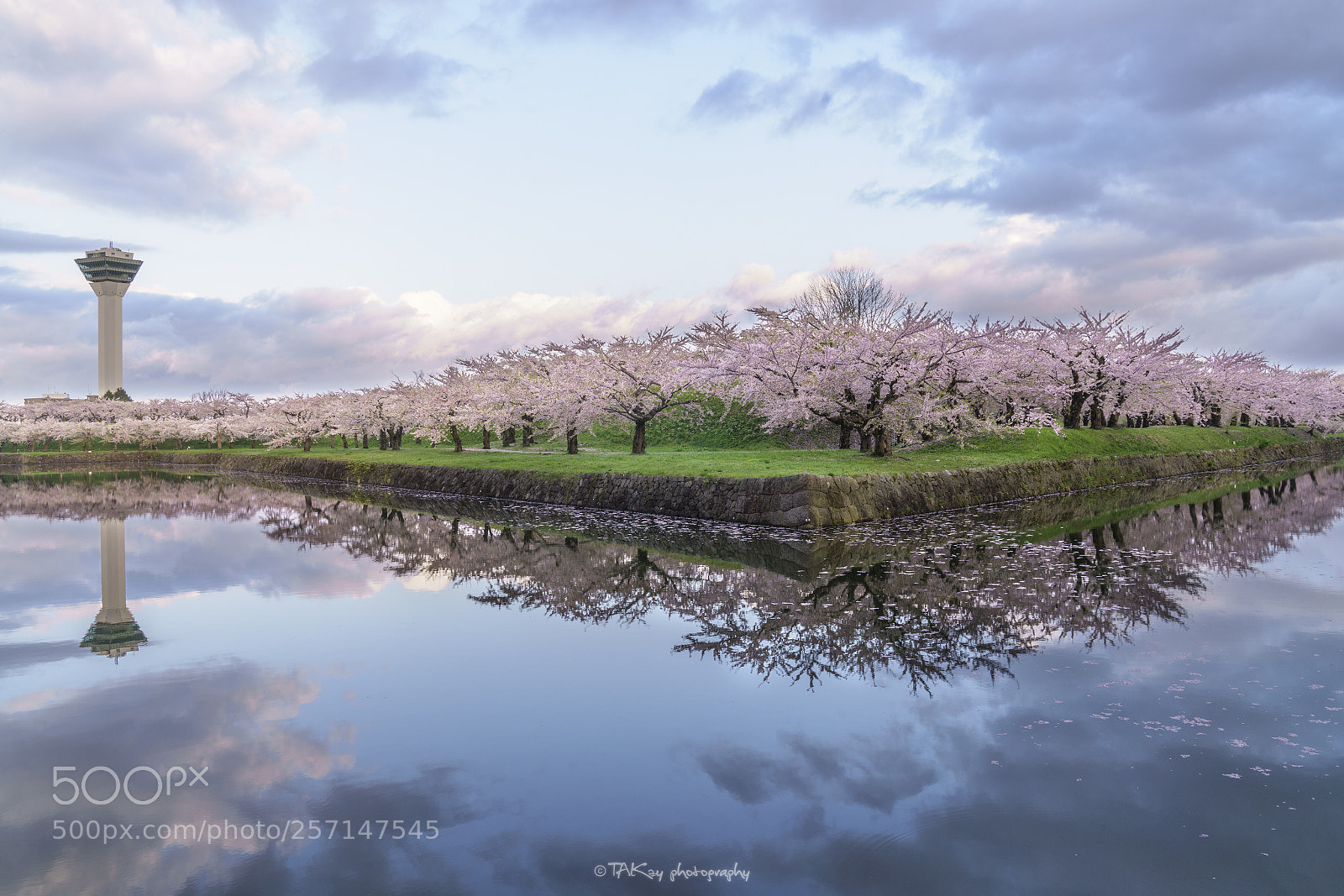 Sony a7R II sample photo. Cherryblossom reflfction photography