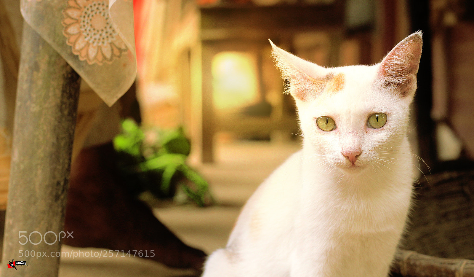 Canon EOS 700D (EOS Rebel T5i / EOS Kiss X7i) sample photo. White panther photography