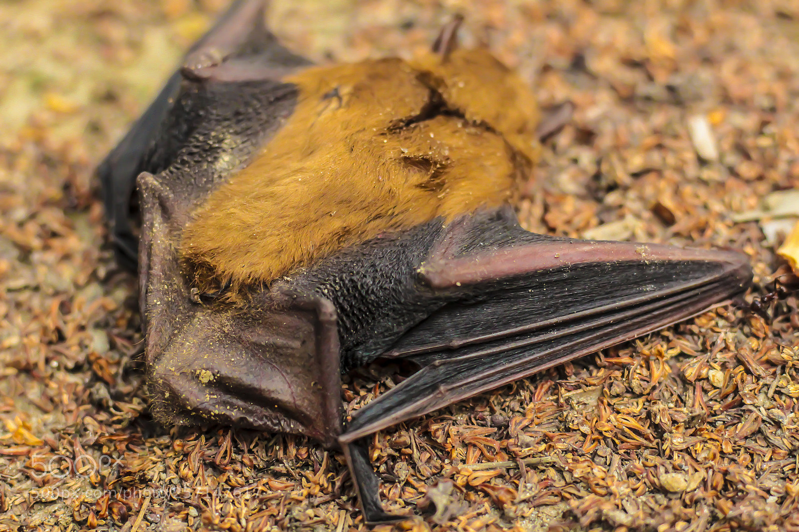 Canon EOS 700D (EOS Rebel T5i / EOS Kiss X7i) sample photo. Bat photography
