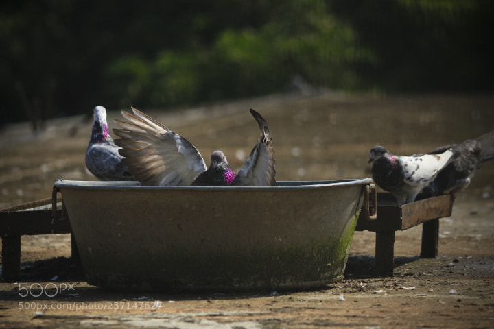 Canon EOS 700D (EOS Rebel T5i / EOS Kiss X7i) sample photo. Micropond photography