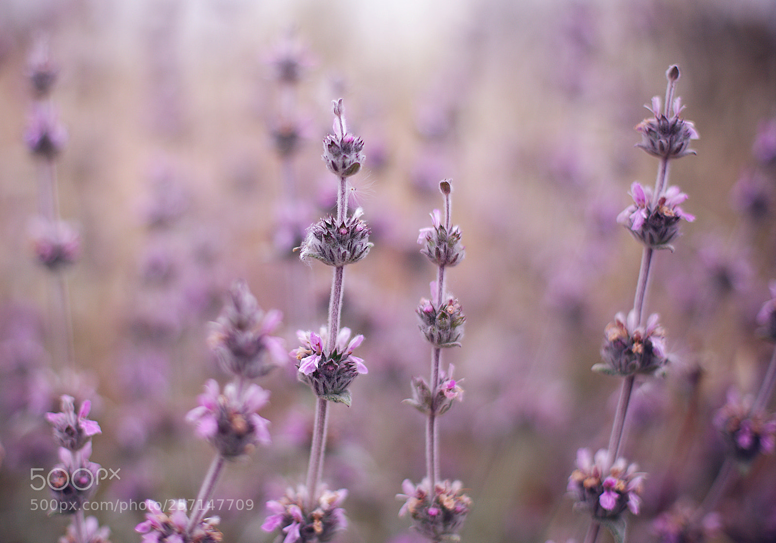 Canon EOS 6D + Canon EF 50mm F1.4 USM sample photo. Blooming... photography
