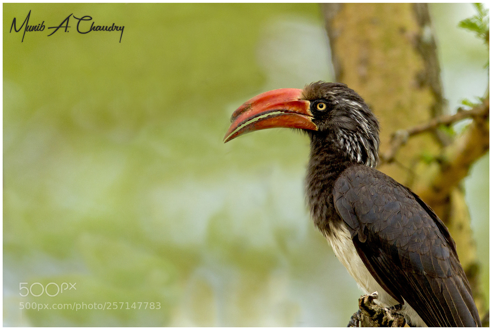 Canon EOS-1D Mark IV sample photo. The crowned hornbill! photography