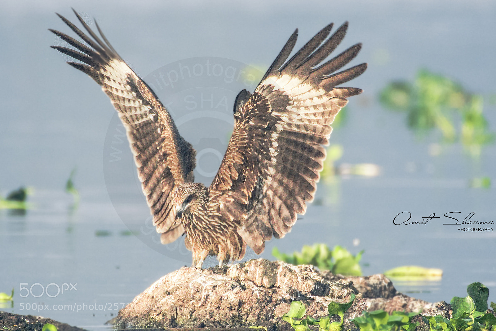 Nikon D750 sample photo. Wings power photography