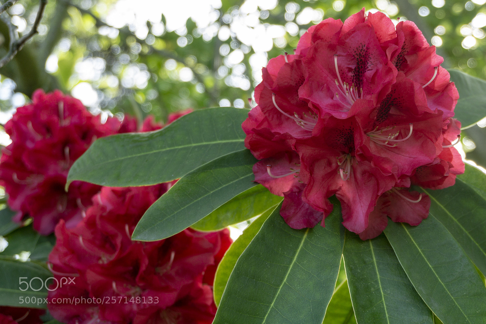 Sony a6000 sample photo. Rhody photography