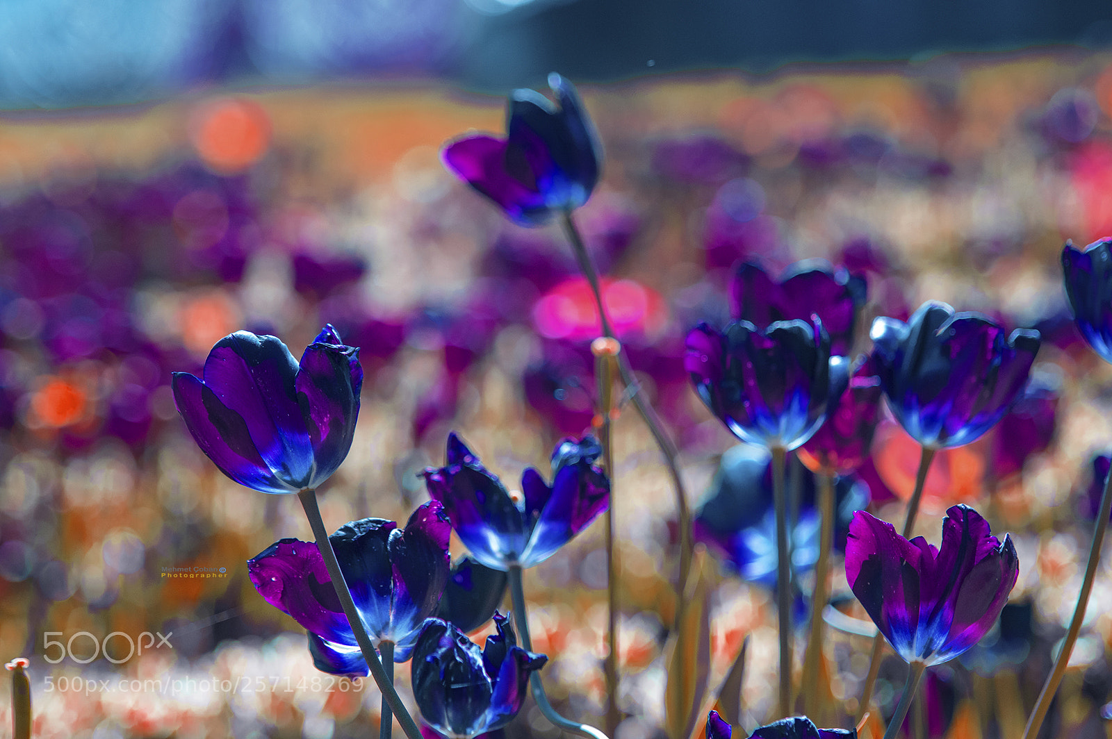 Pentax K-3 II sample photo. My favorite colors photography